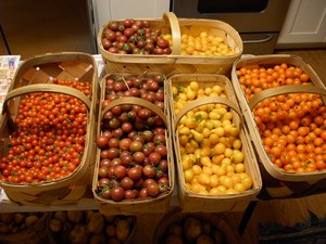 Harmony Fields Farm