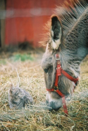 Wild Earth Farm