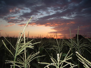 Schwebach Farm