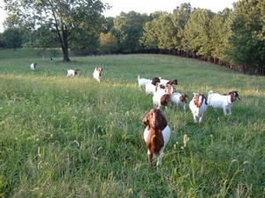 Canyon Goat Company