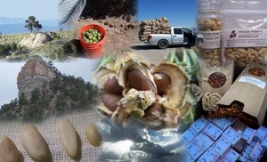 Goods From The Woods - A Wild Crops Farm