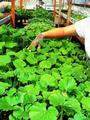 Fertile Crescent Farm