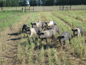 DM Schmidt Farms
