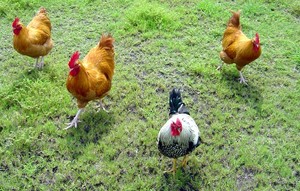 Tierra Viva Farm