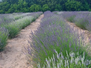 Lavender Bleu Farm