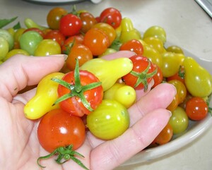 Maryhill Farms