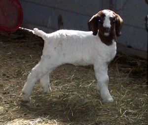 Country Haven Ranch
