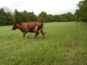 C.R. Farms, LLC