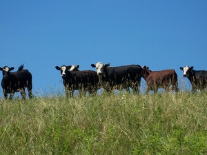 Awesome Farm, Ltd