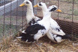 Marx Family Farm