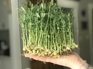 AgroCity LLC