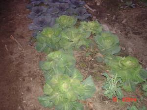 New Rennaissance Gardens