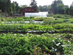 Nina's Red Barn Farm