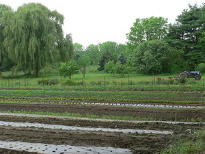 Sunset Farm