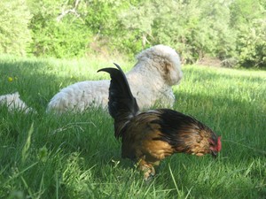 Birchwold Farm