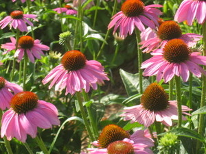 Rootwork Herbals