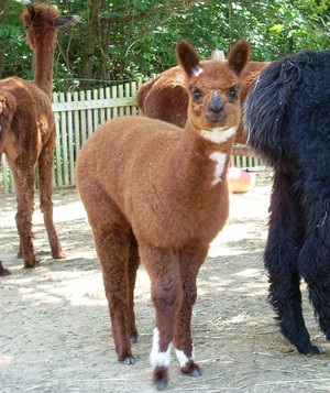 Merrimac Meadows Alpaca Farm