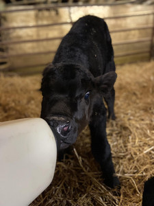 Mumford Dairy and Meat