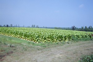 Stokley Ridge Farm