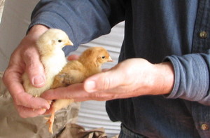 Olympic Pastured Poultry