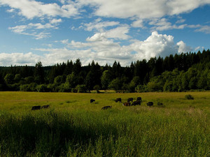 Basket Flat Ranch