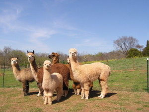 Lagniappe Farm Alpacas