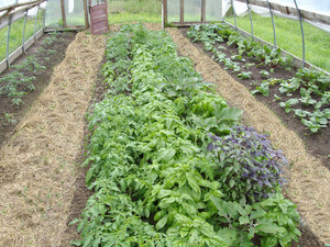 Prospect Street Gardens