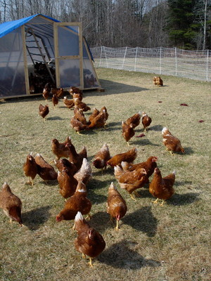 Little Creek Farm