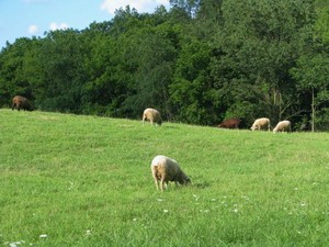Maclay's Mill Farm
