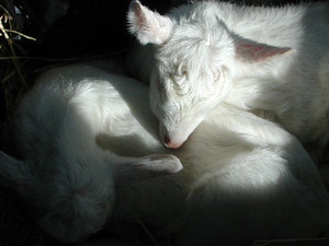 Seven Goats