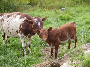 King Creek Farm