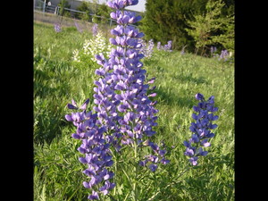 Quarry Flower Farm