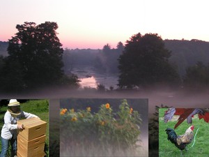 Babcia's Farm