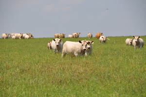 HFW Beef, LLC