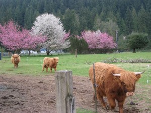 Dutch Highlands Farm