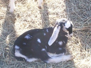 M & S Farm