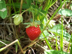 Mike's Berries, Vegetables & More!