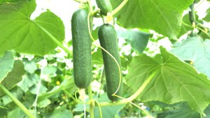 Sai Fresh Farms