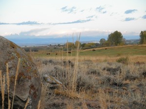 Lost Wells Cattle Co LLC