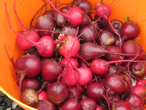 Blue Hill Farmers' Market