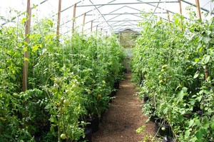Garden of Ideas