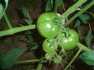 Indy's Gourmet Gardens