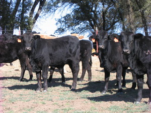 Live Oak Natural Beef