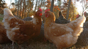 Gilcrest Natural Farm