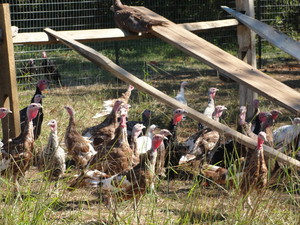 The Farm at Broad Run
