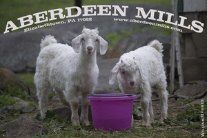 Aberdeen Mills