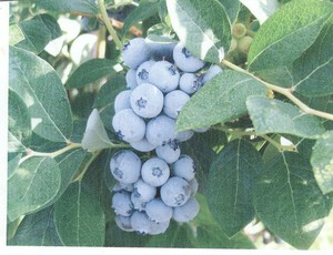 Blueberry Hill