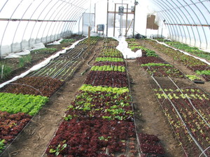 RiverRidge Farm