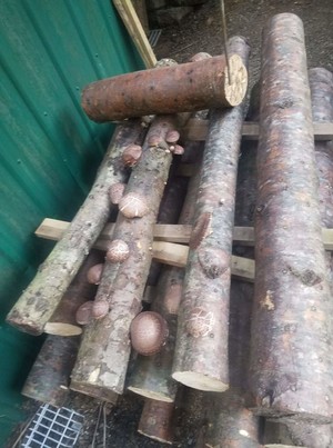 Fungi Farm Organic Shiitake Mushrooms & Logs