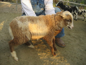 Windebrae Farm